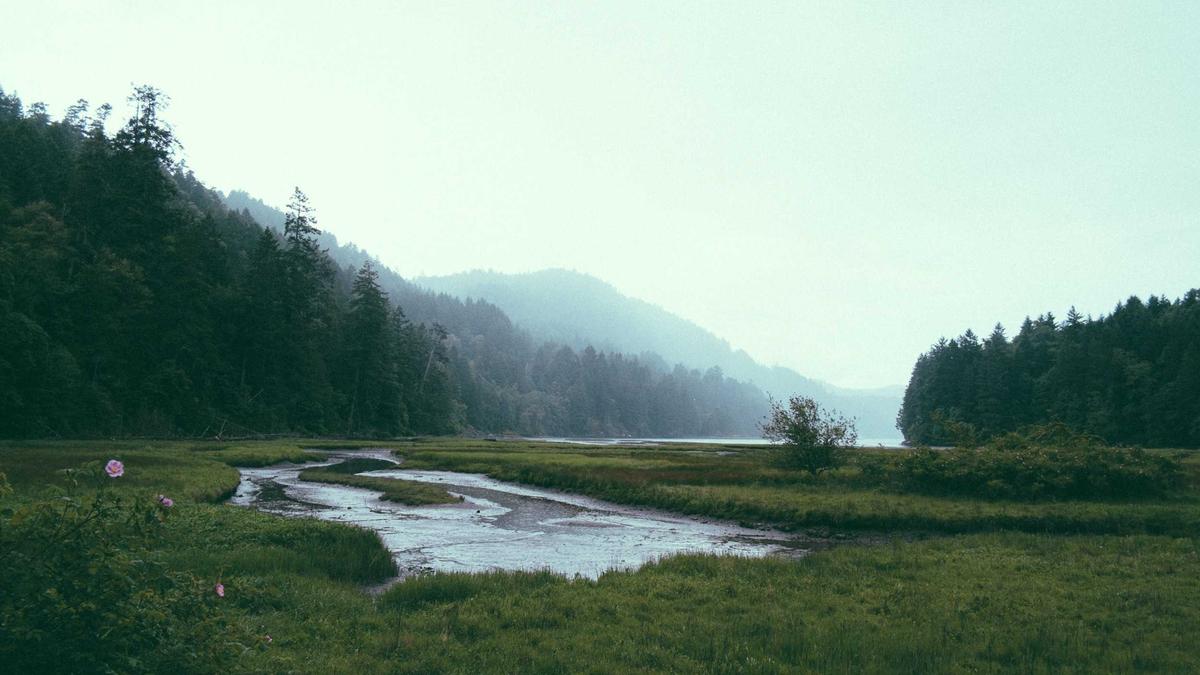 Forest landscape by Paul Jarvis